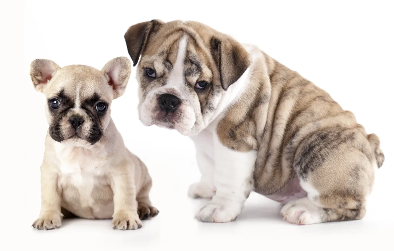 Фото обои собаки, щенки, французский бульдог, английский бульдог, бульдоги