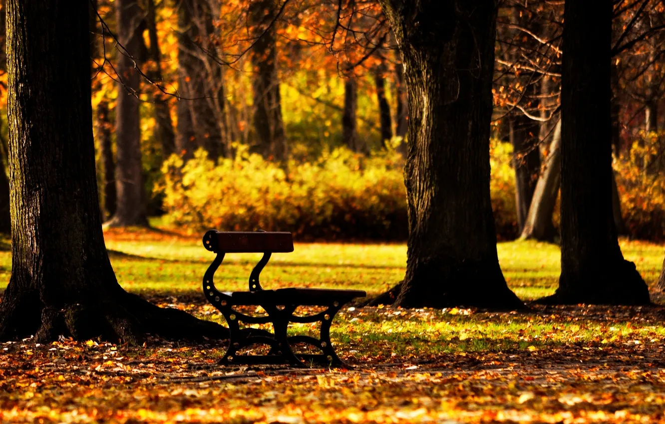 Фото обои осень, листья, деревья, скамейка, фон, дерево, обои, настроения