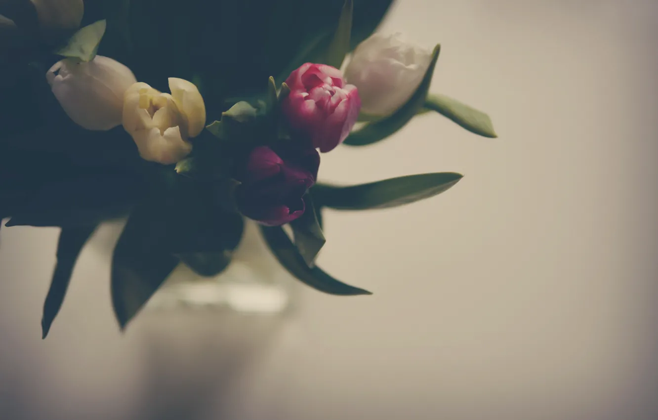 Фото обои листья, цветы, тюльпаны