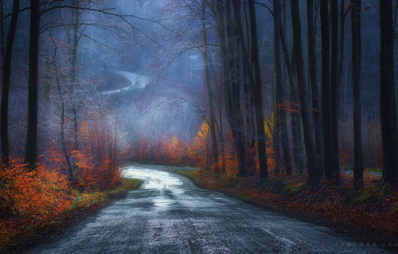 Фото обои дорога, листья, Деревья, Zan Foar