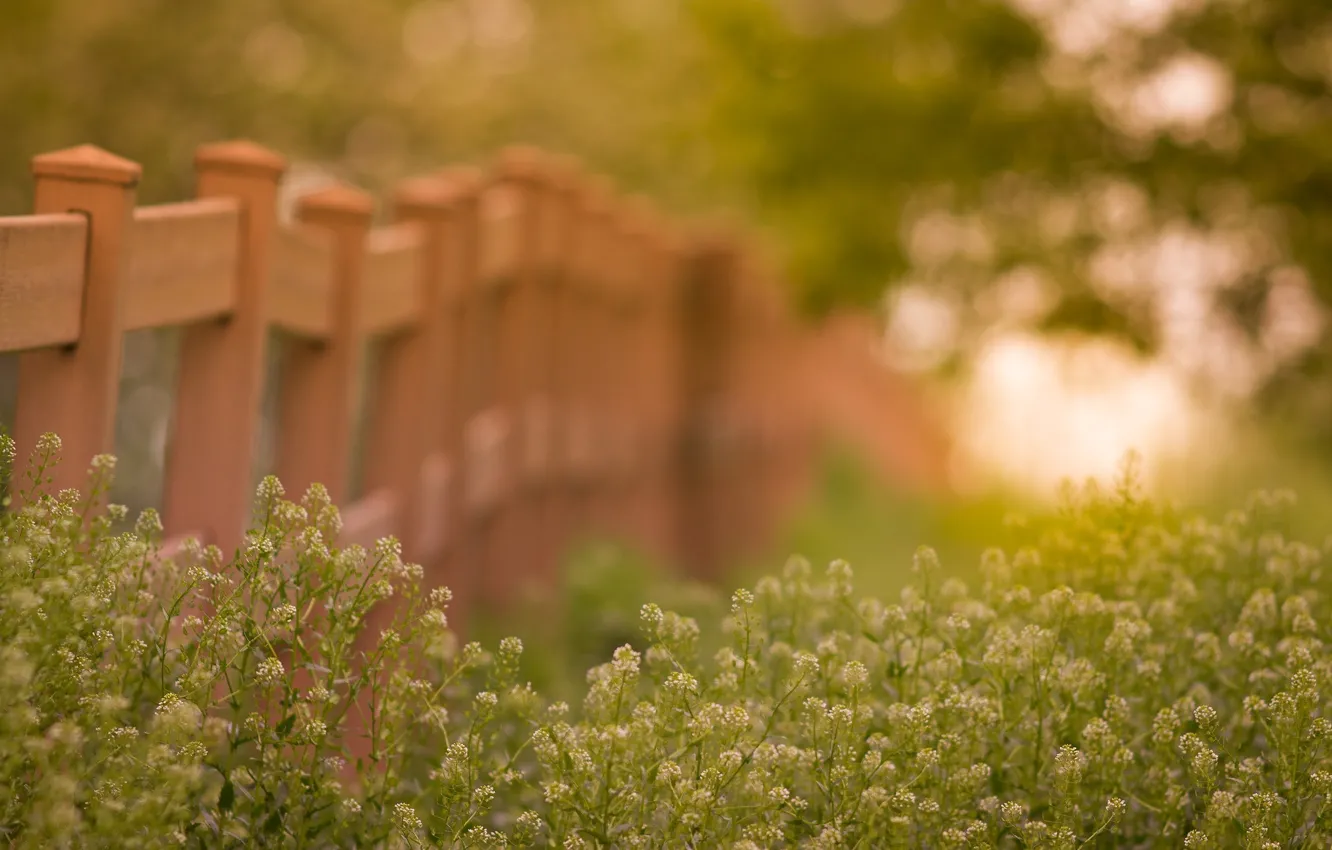 Фото обои summer, grass, flower, nature, fence, bokeh