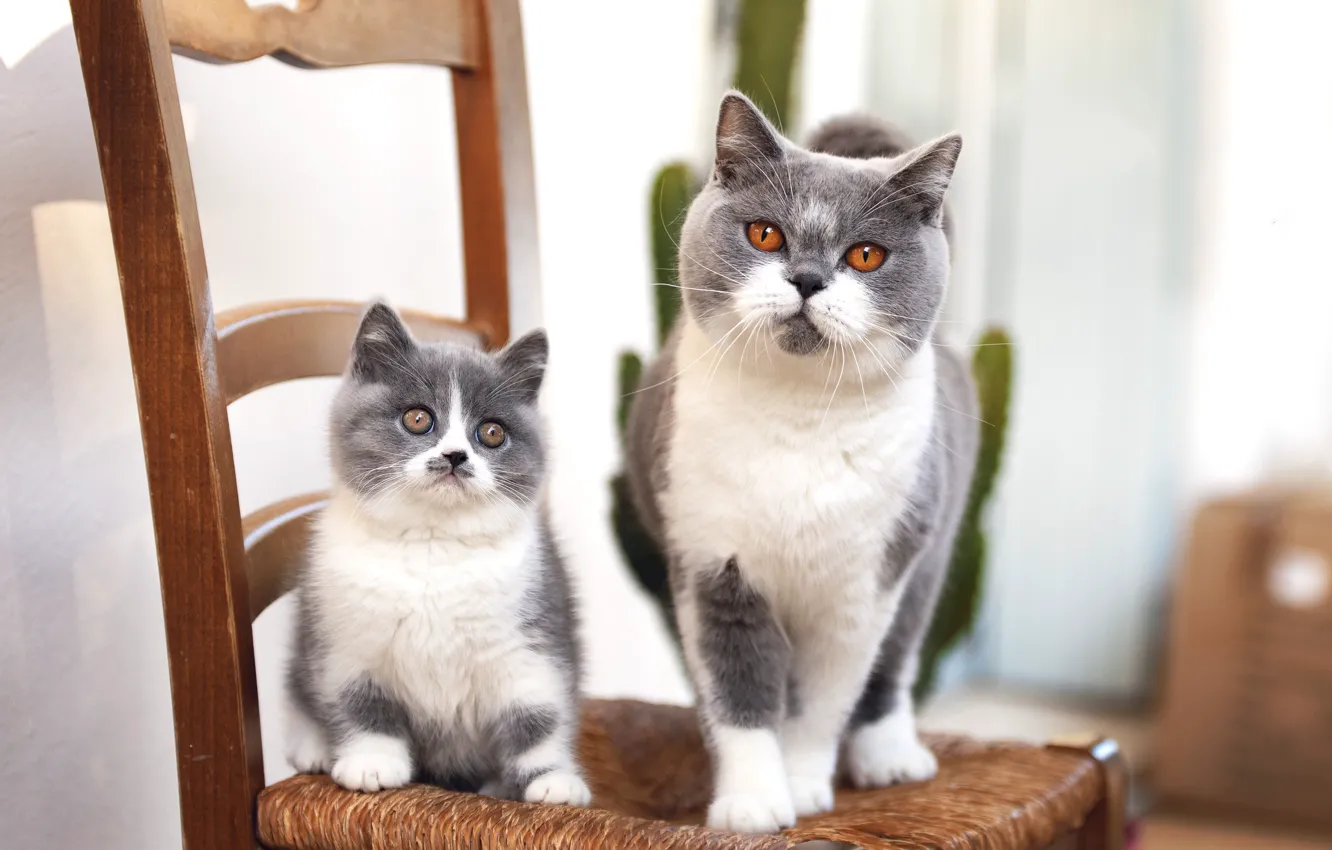 Фото обои кошка, кот, стул, котёнок, мама