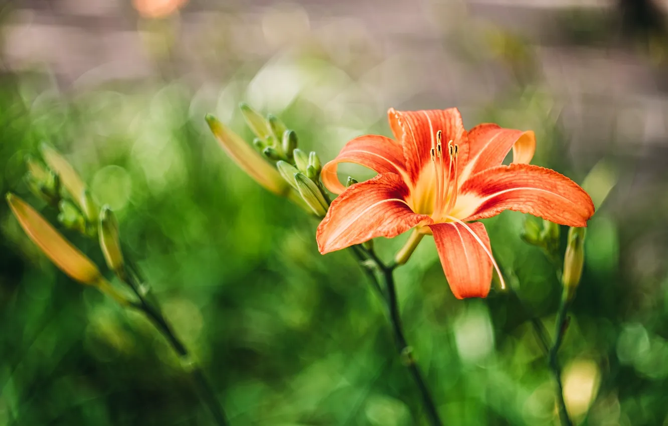 Фото обои цветок, лилия, оранжевые лепестки