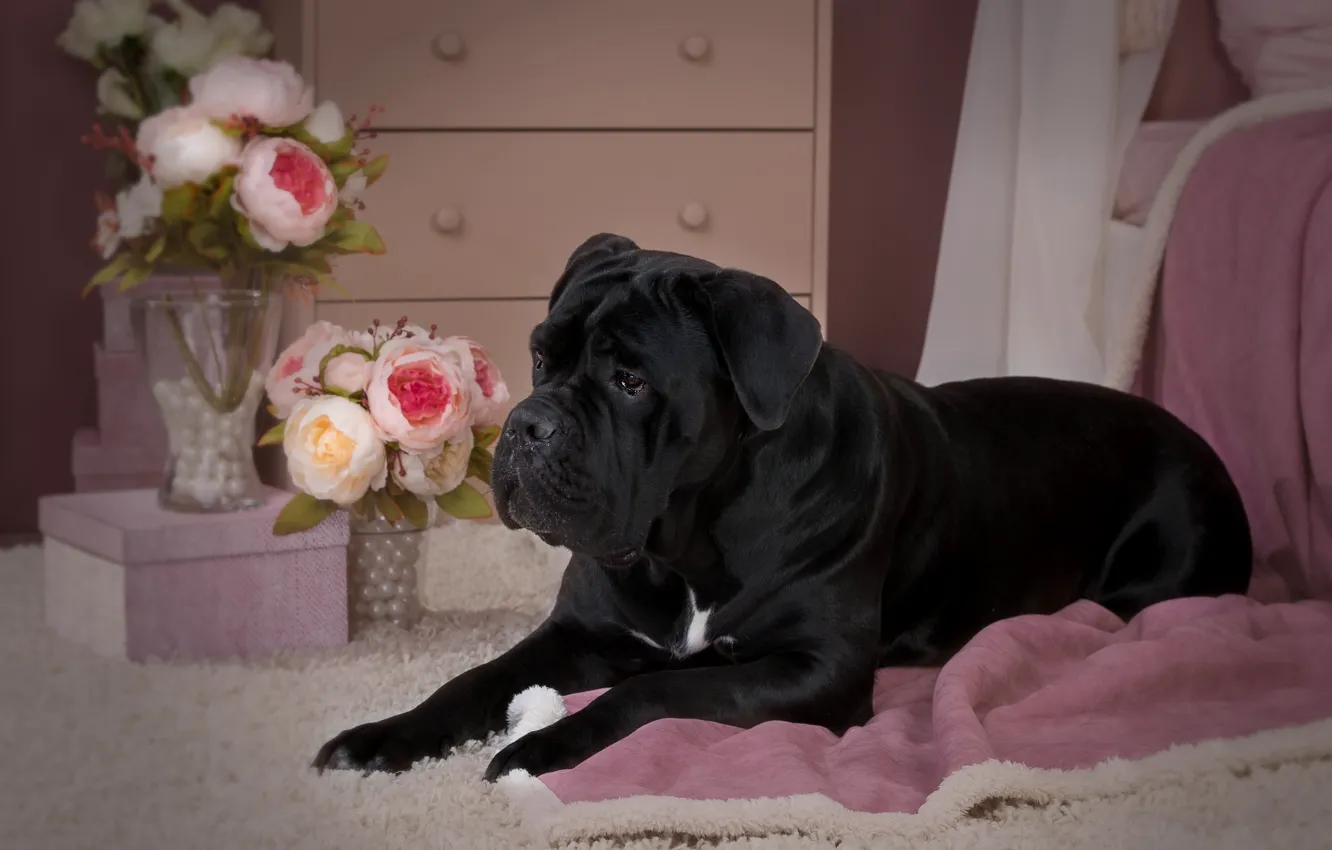 Фото обои цветы, черный, розы, собака, щенок, кане-корсо