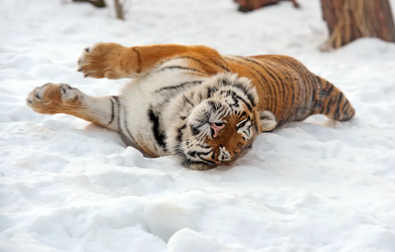 Фото обои кошка, снег, тигр, амурский