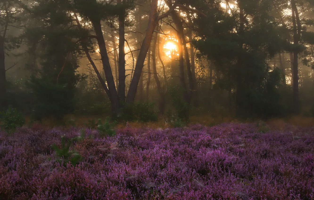 Фото обои лес, солнце, свет, деревья, цветы, ветки, туман, парк