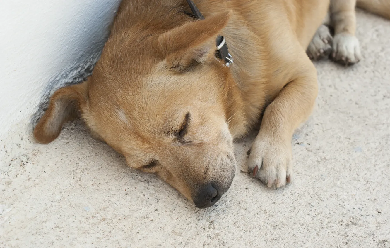 Фото обои животные, собака, Санторини, рыжий, спит, милый