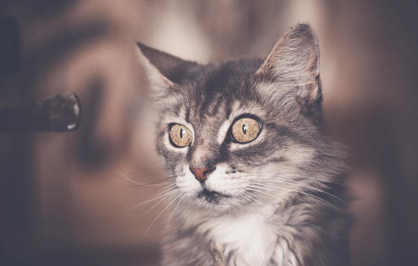 Фото обои eyes, cat, ears, stare