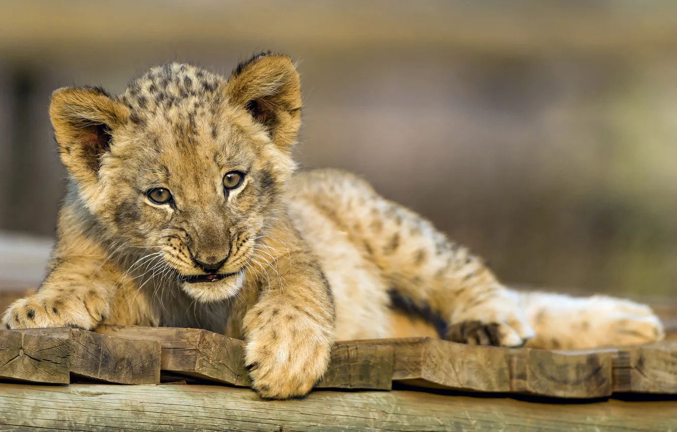Фото обои кошка, лев, детёныш, львёнок, ©Tambako The Jaguar