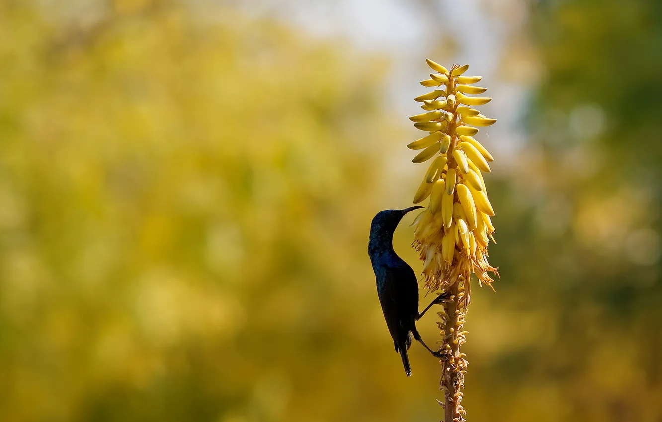 Фото обои flowers, Purple sunbird, aloe-vera