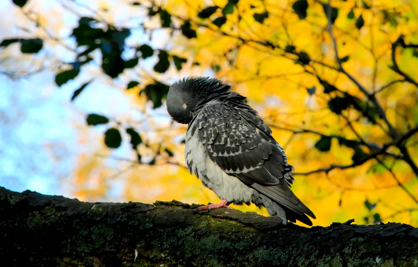 Фото обои bird, pigeon, twig