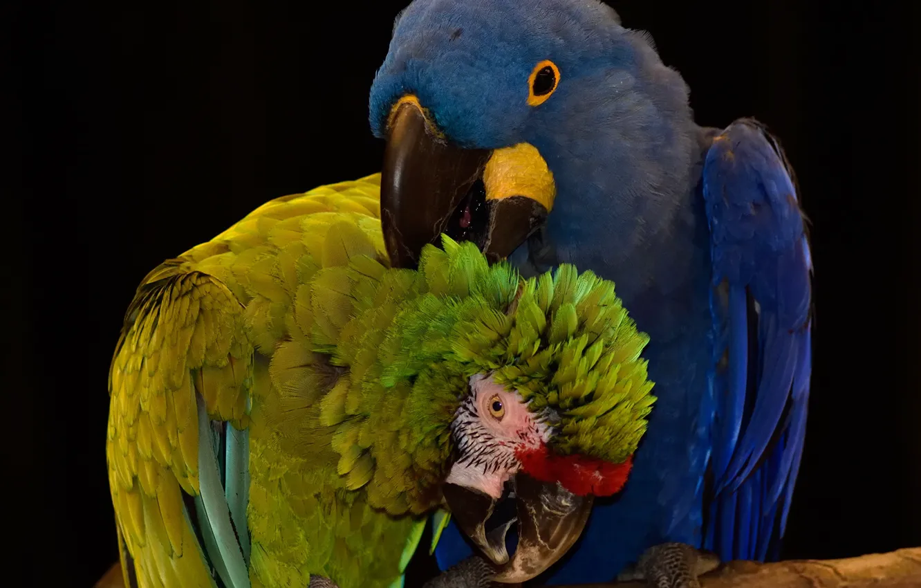 Фото обои птицы, попугаи, by Nushaa