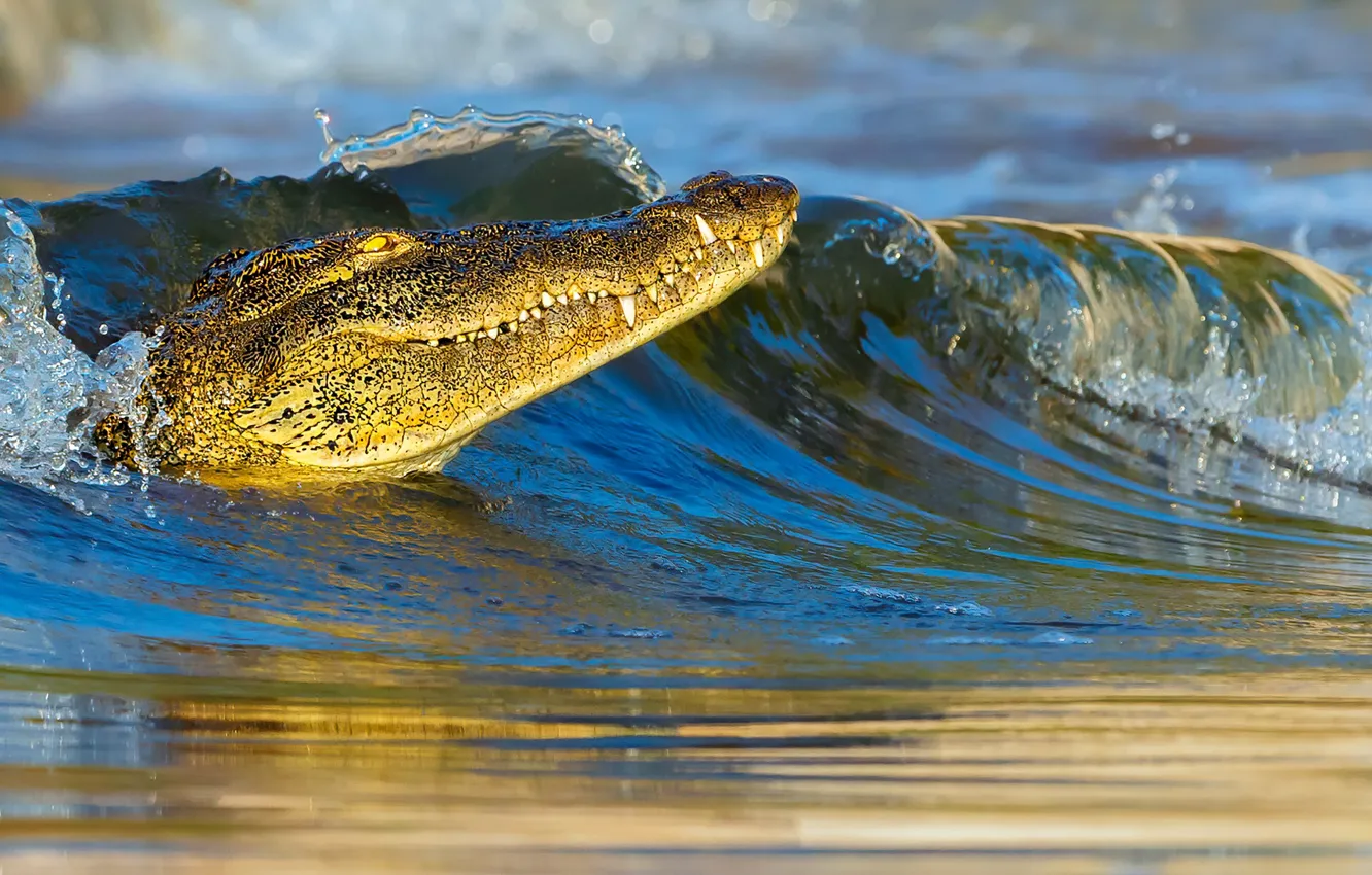 Фото обои волна, крокодил, wave, crocodile, Jie Fischer