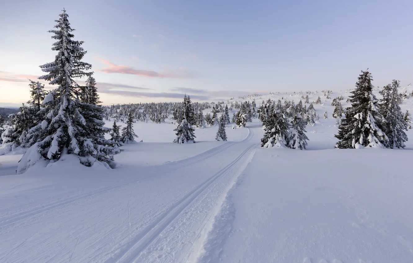 Фото обои зима, снег, деревья, Норвегия, Norway, Lillehammer