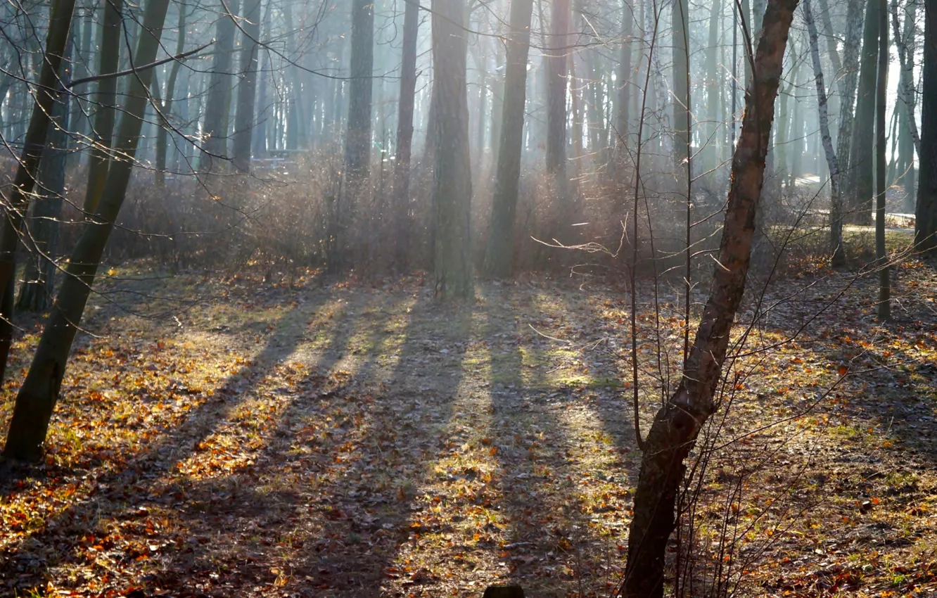 Фото обои forest, park, sun, fog