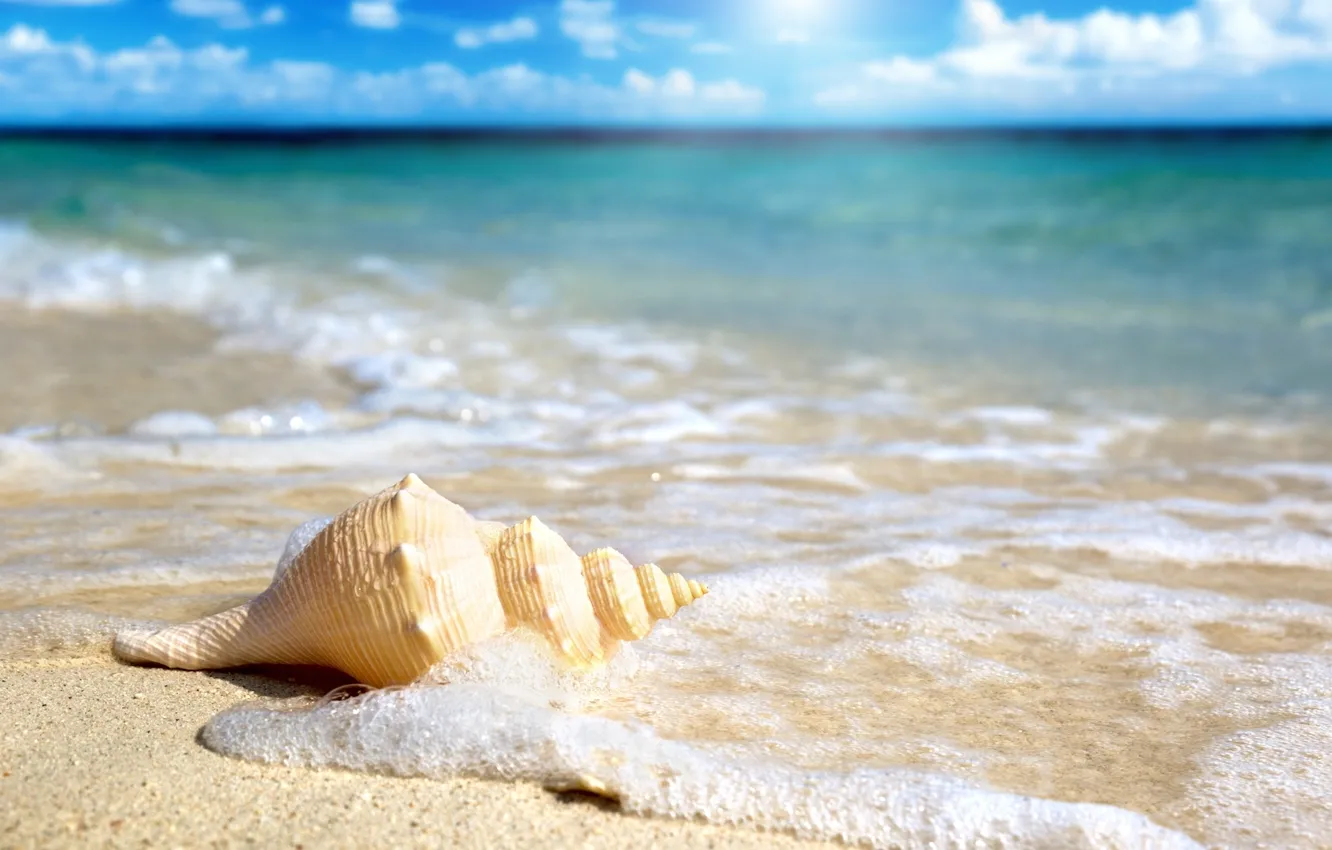 Фото обои песок, пляж, океан, ракушка