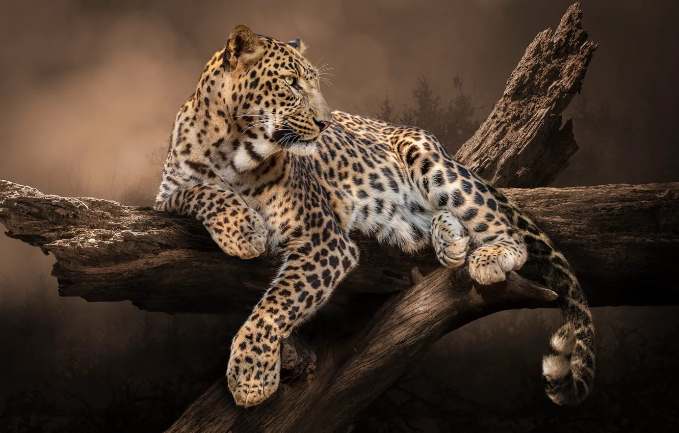 Фото обои природа, поза, дерево, животное, хищник, леопард