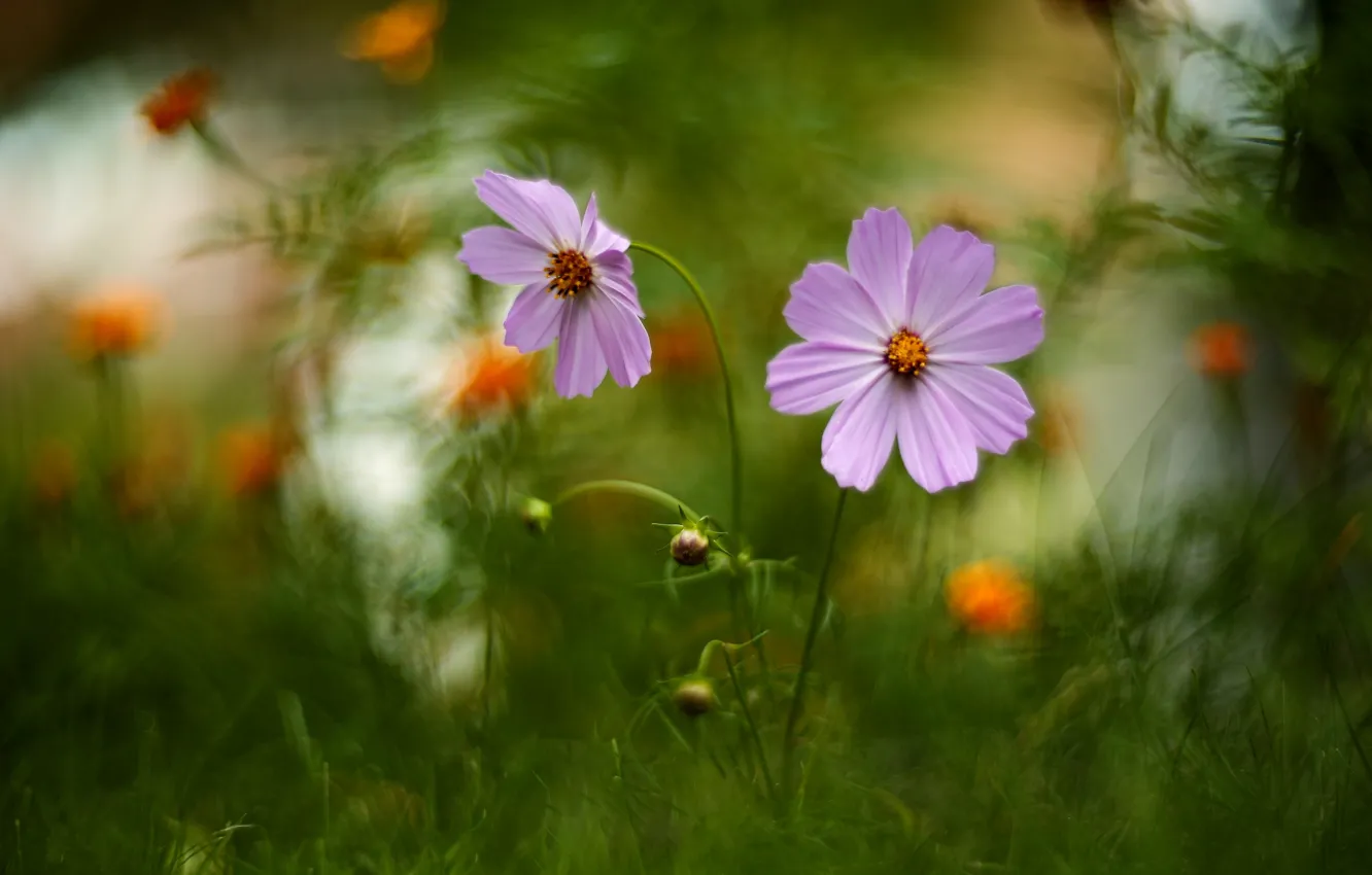 Фото обои лето, трава, цветы, природа, бутоны, космеи