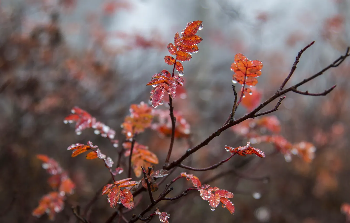 Фото обои осень, листья, капли, ветки, природа, дождь, ветка, рыжие