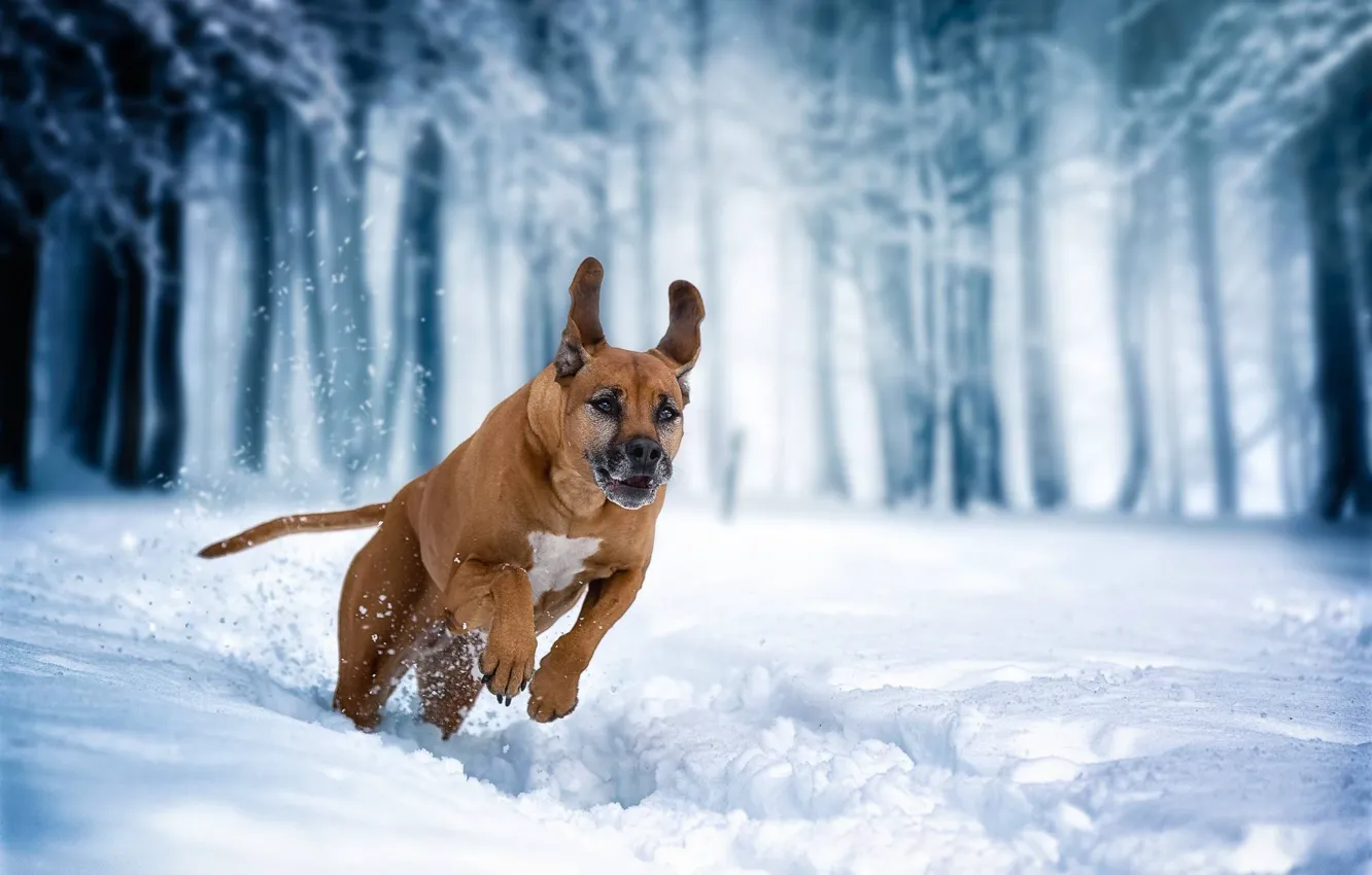 Фото обои зима, снег, собака, бег, прогулка, Родезийский риджбек