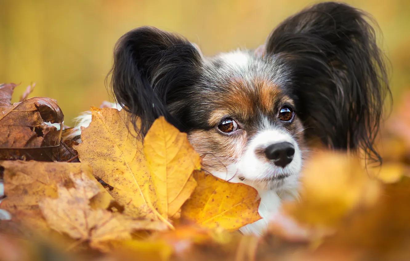 Фото обои осень, взгляд, листья, листва, портрет, собака, мордочка, щенок