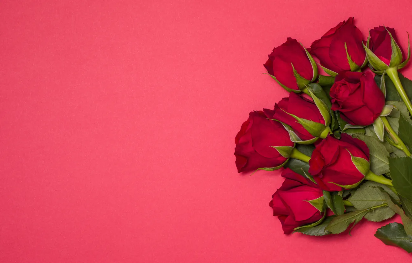 Фото обои цветы, розы, красные, red, бутоны, flowers, romantic, roses