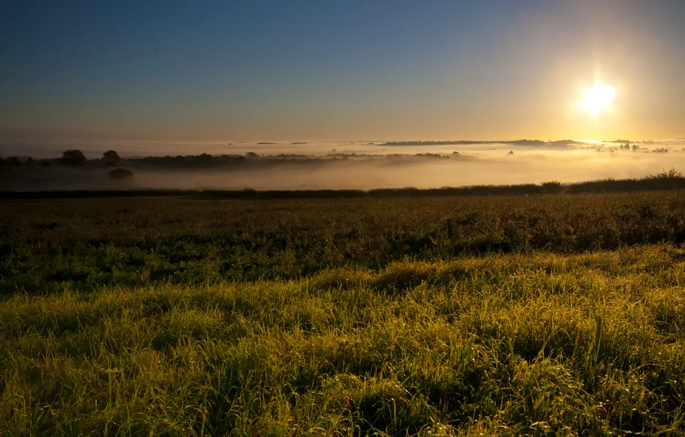 Фото обои поле, лес, природа, туман, рассвет, утро