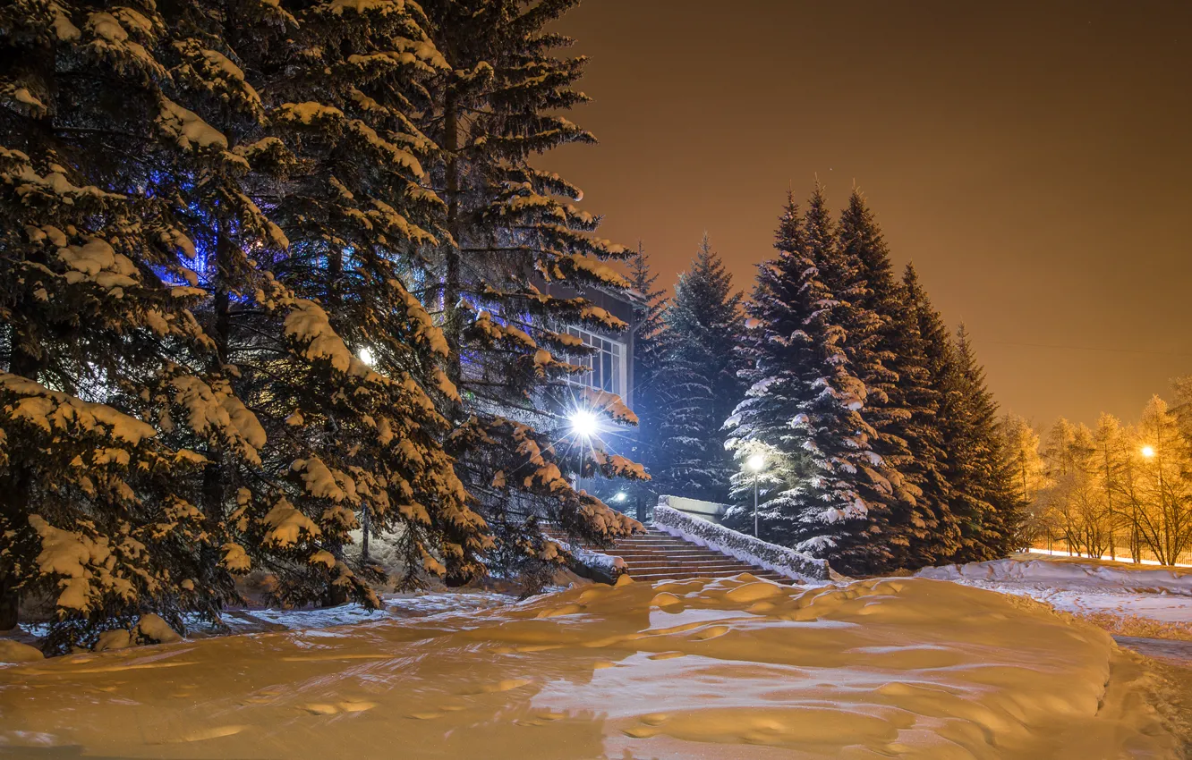 Фото обои зима, снег, ночь, lights, огни, елка, night, winter