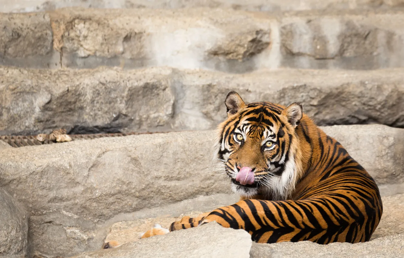 Фото обои язык, кошка, взгляд, тигр, суматранский