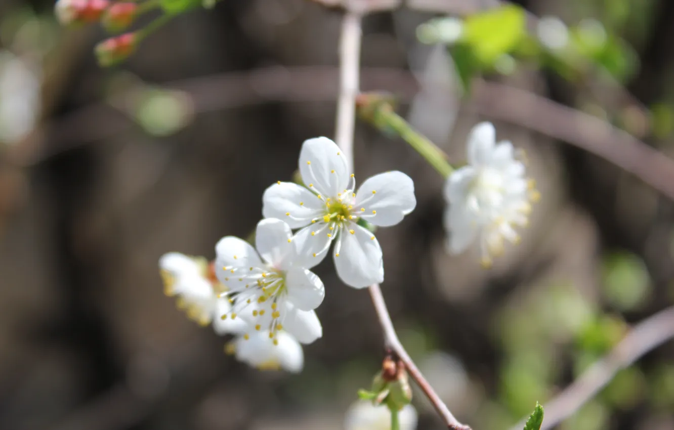 Фото обои цветы, дерево, весна