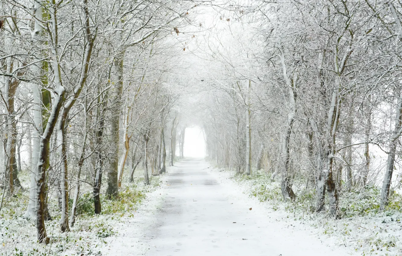 Фото обои дорога, снег, деревья, туман