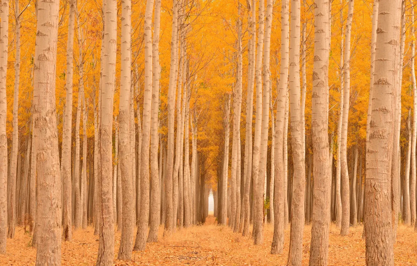 Фото обои осень, лес, листва, аллея, ряды, желтая, осины
