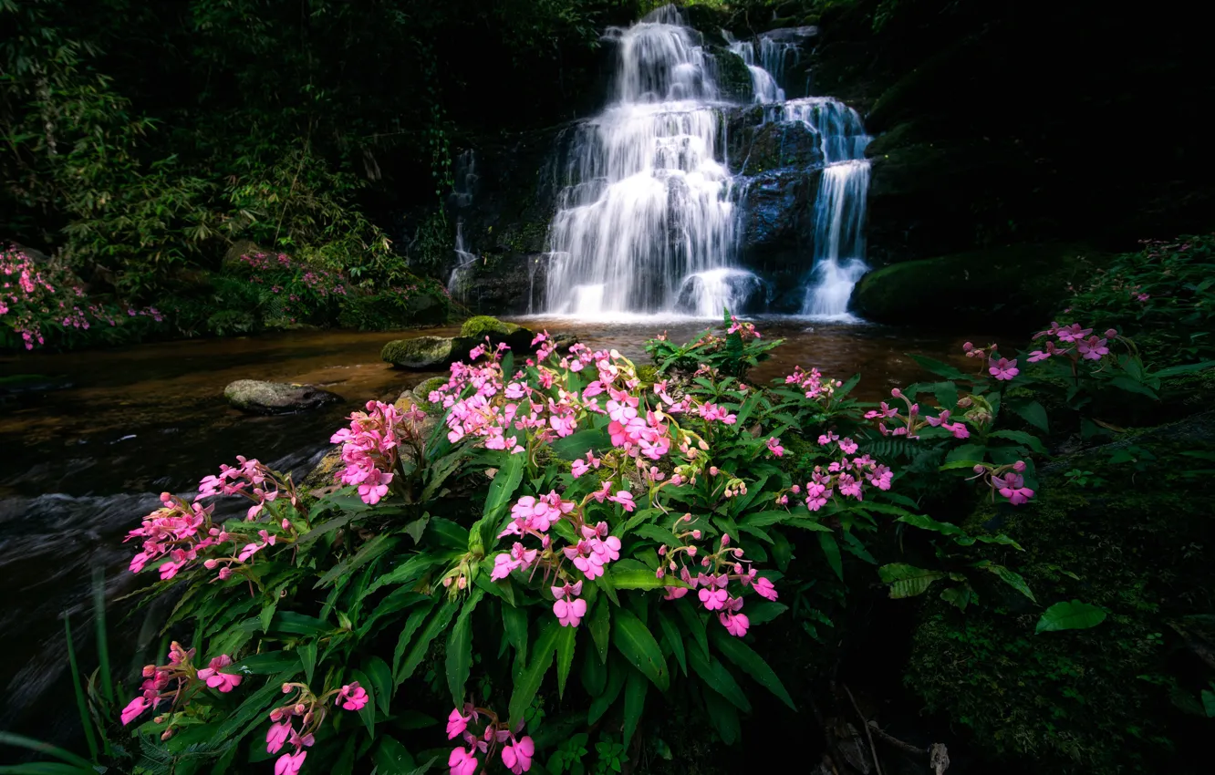Фото обои цветы, река, водопад, Тайланд, Thailand, каскад, Phitsanulok, Phu Hin Rong Kla National Park