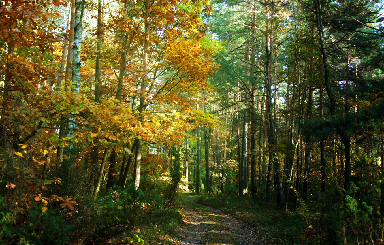 Фото обои осень, лес, деревья, тропа, forest, Nature, роща, trees