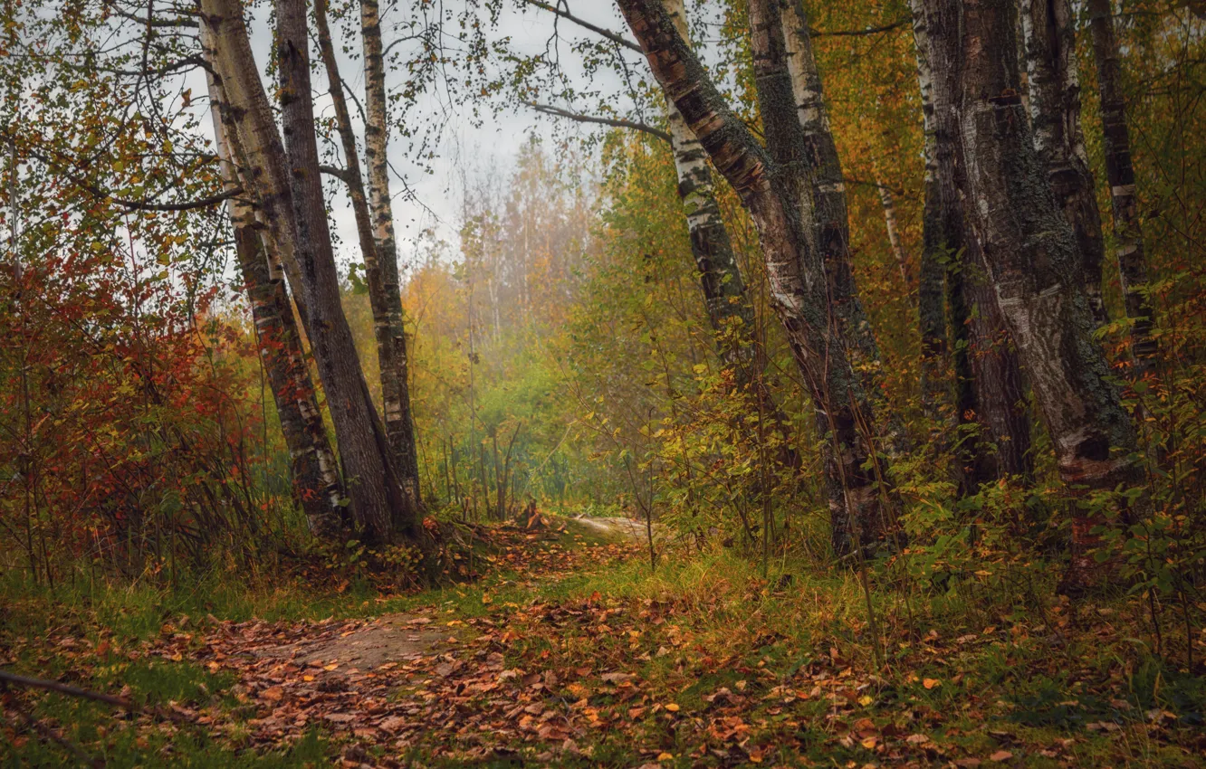 Фото обои Тропинка, Осень, Лес, Nature, Fall, Листва, Forest, Leaves