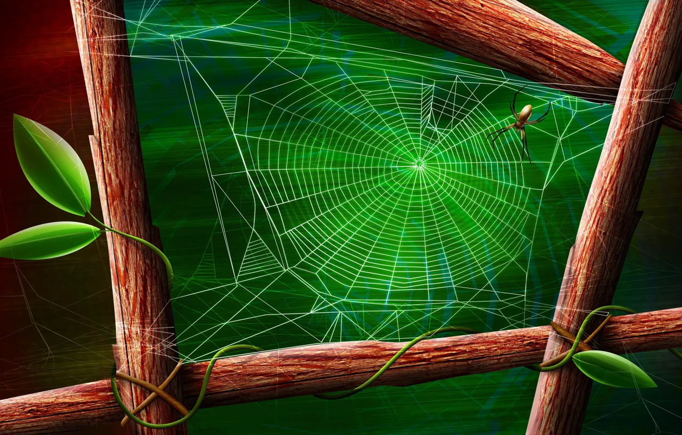 Фото обои лист, зеленый, паук, Паутина