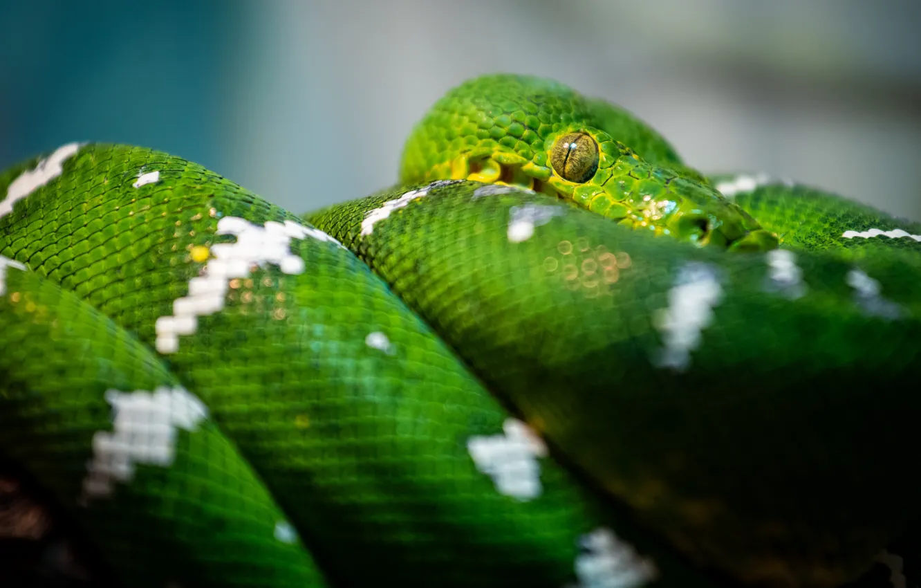 Фото обои взгляд, змея, питон, зеленая, рептилия
