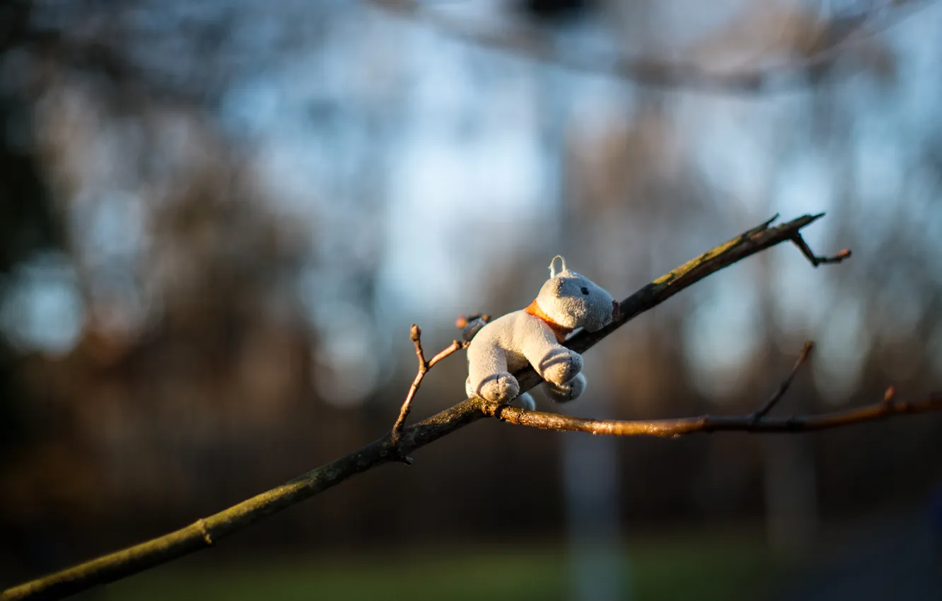 Фото обои ветка, медведь, плюшевый, bear, боке, bokeh, teddy bear, branch