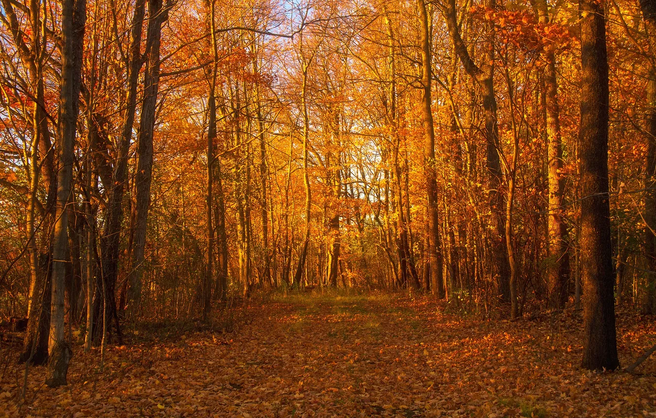 Фото обои осень, лес, листья, солнце, деревья, ветви, тень