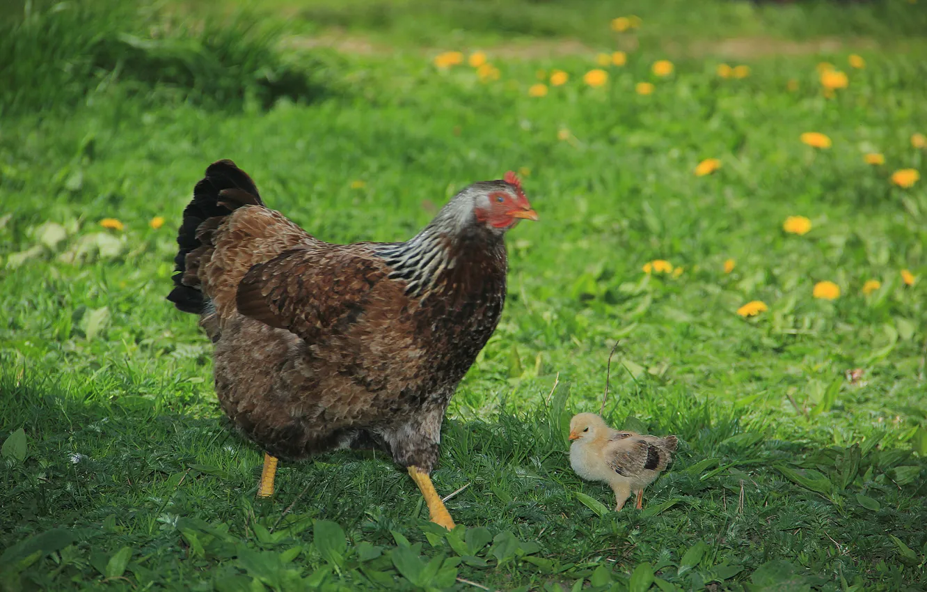 Фото обои зелень, трава, одуванчик, курица, цыпленок, chicken