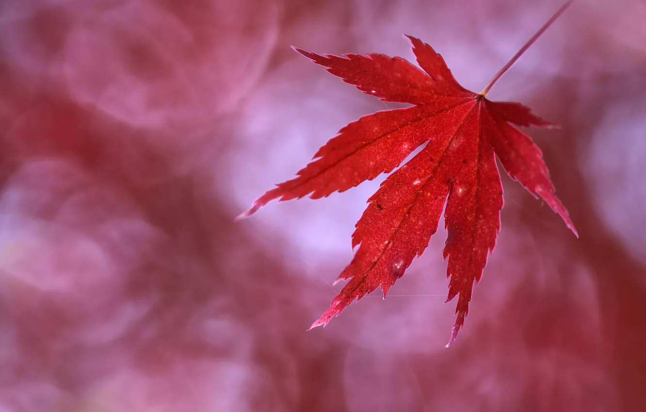 Фото обои осень, лист, autumn, leaf, Anna Zuidema