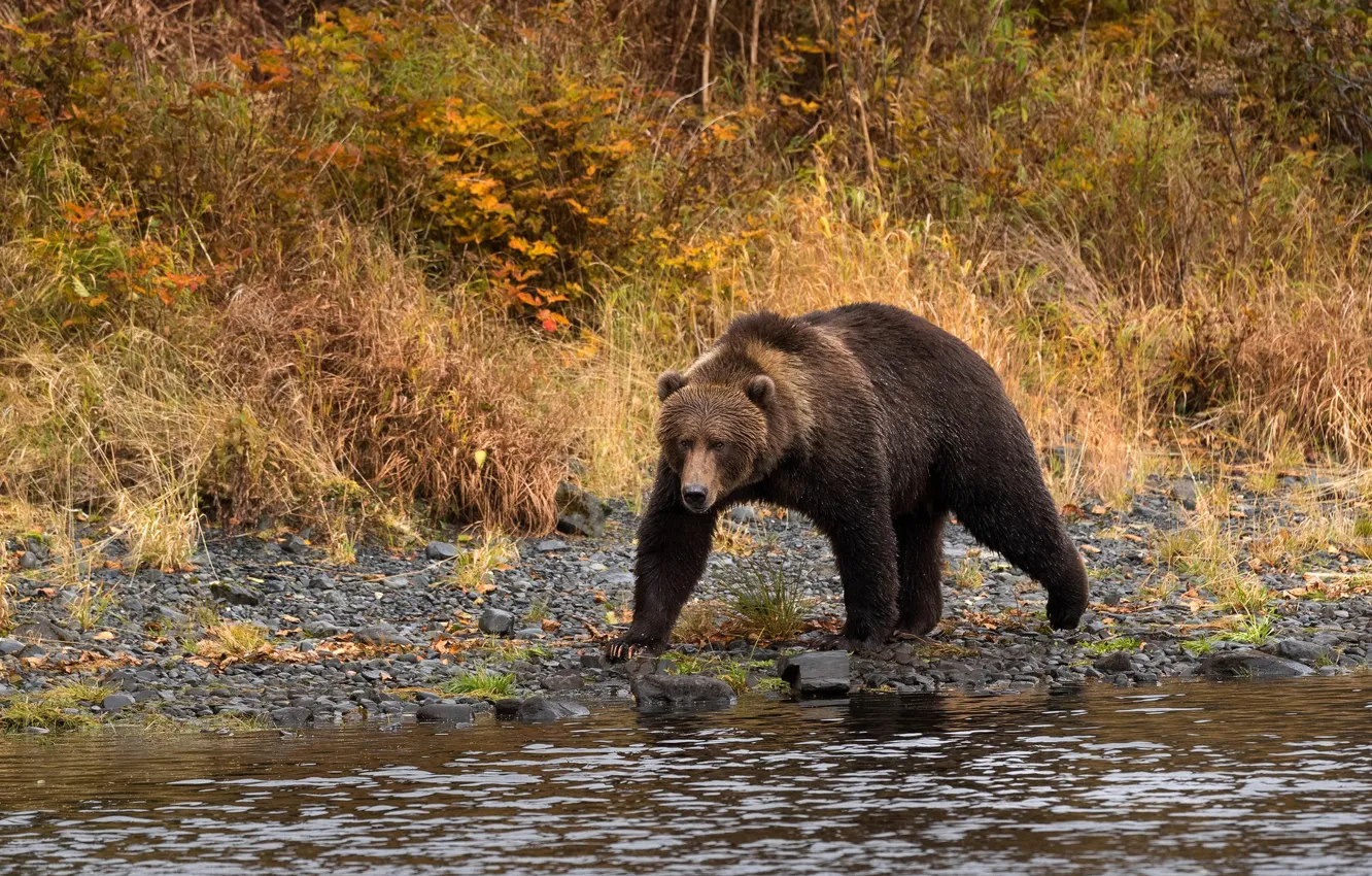 Фото обои осень, поза, река, камни, берег, растительность, медведь, прогулка