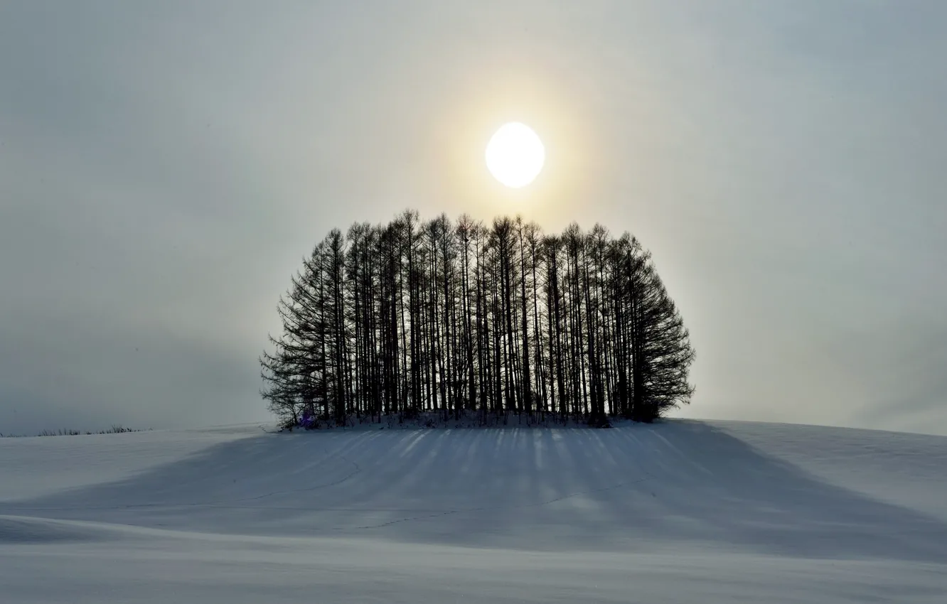 Фото обои зима, небо, солнце, снег, деревья, холм