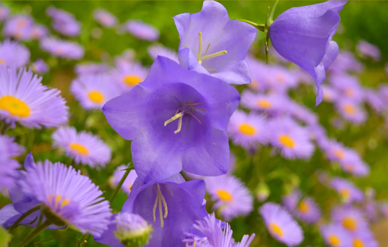 Фото обои Колокольчики, Фиолетовые цветы, Purple Flowers