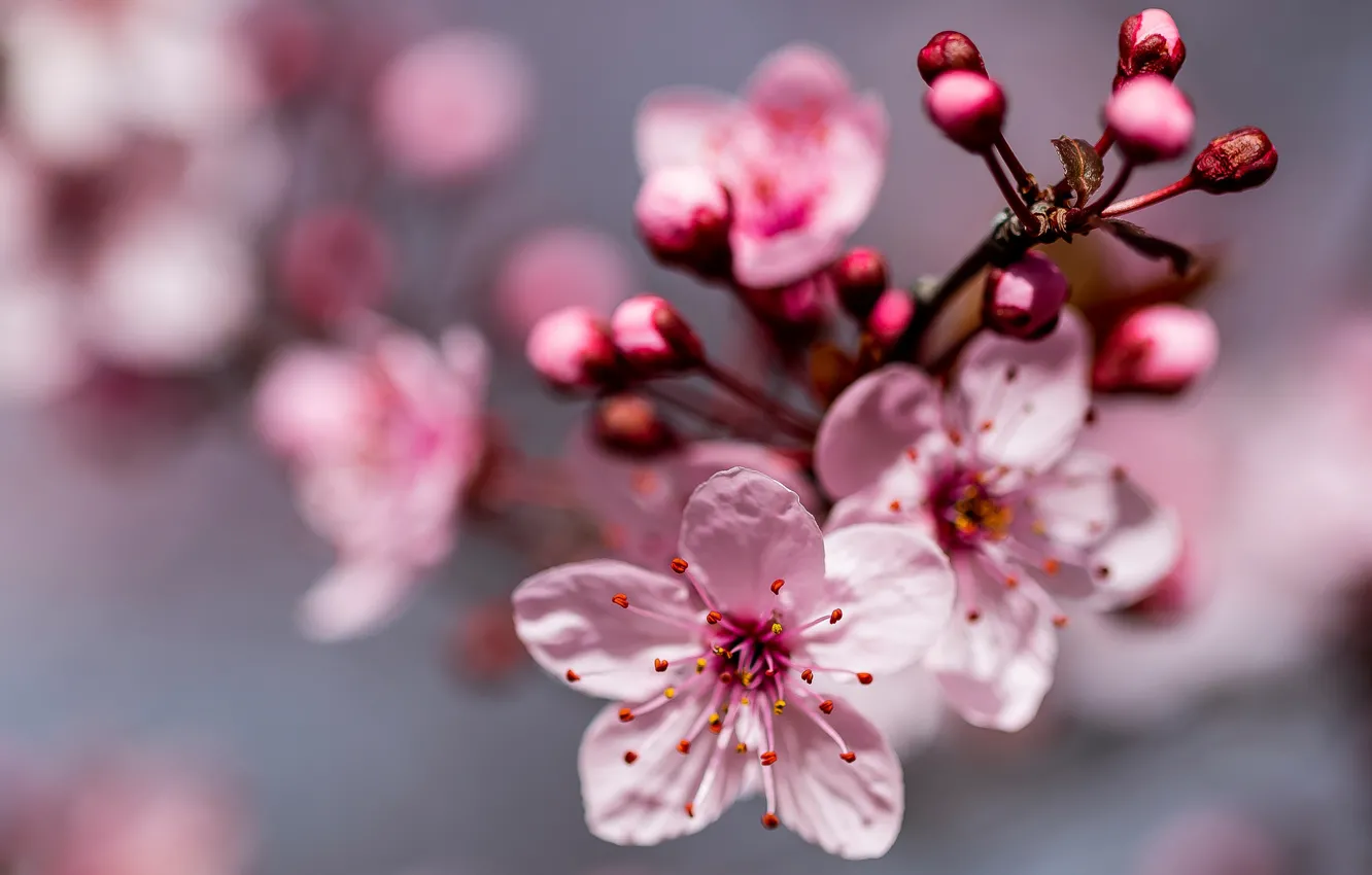 Фото обои макро, вишня, ветка, весна, цветение, цветки, боке, цветущая вишня