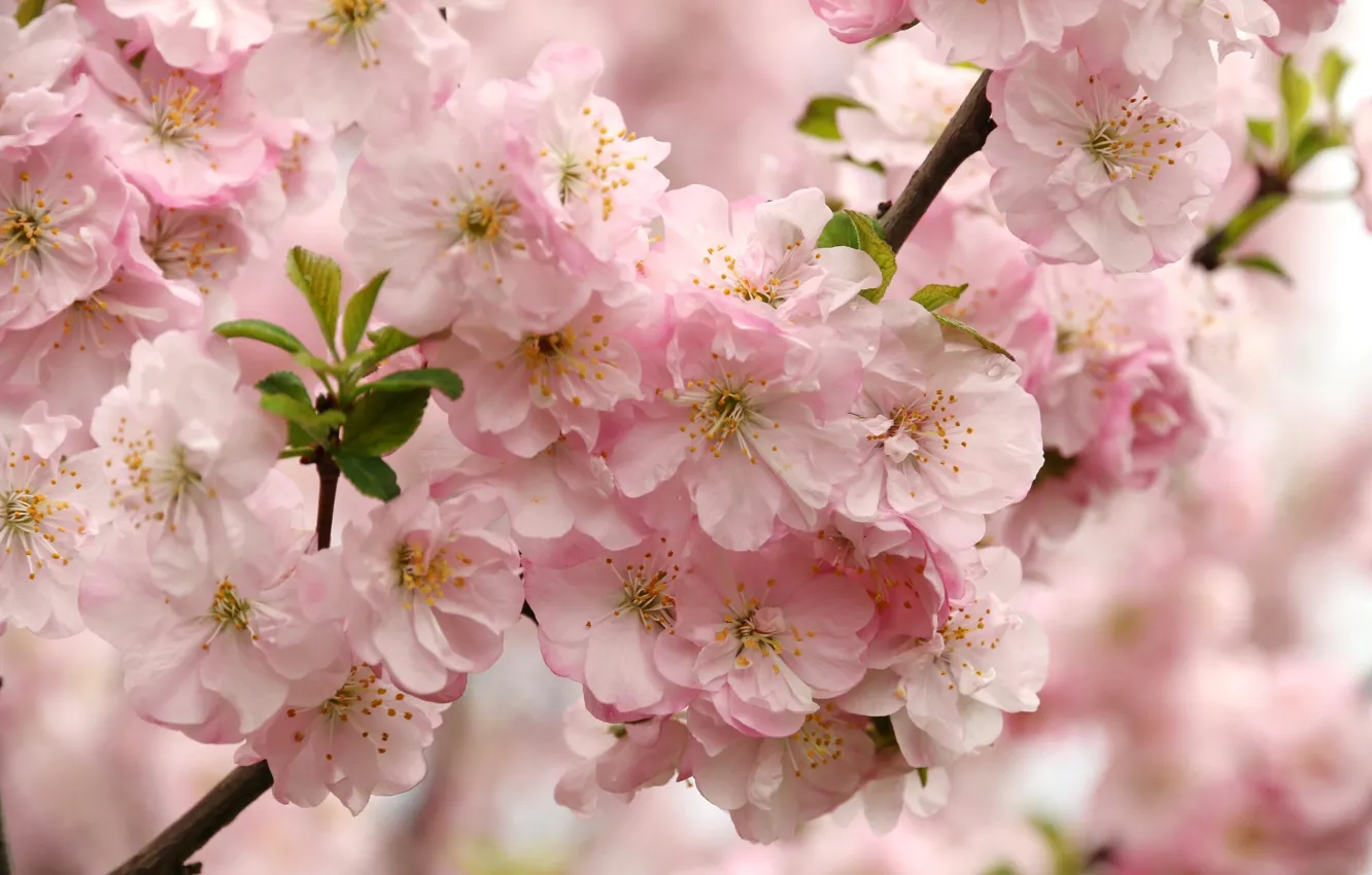 Фото обои цветы, ветки, природа, вишня, дерево, весна, сад, сакура