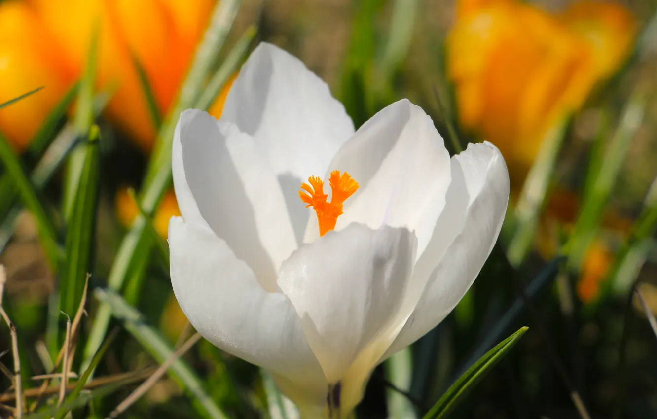 Фото обои white, flower, spring, Crocus, blooming