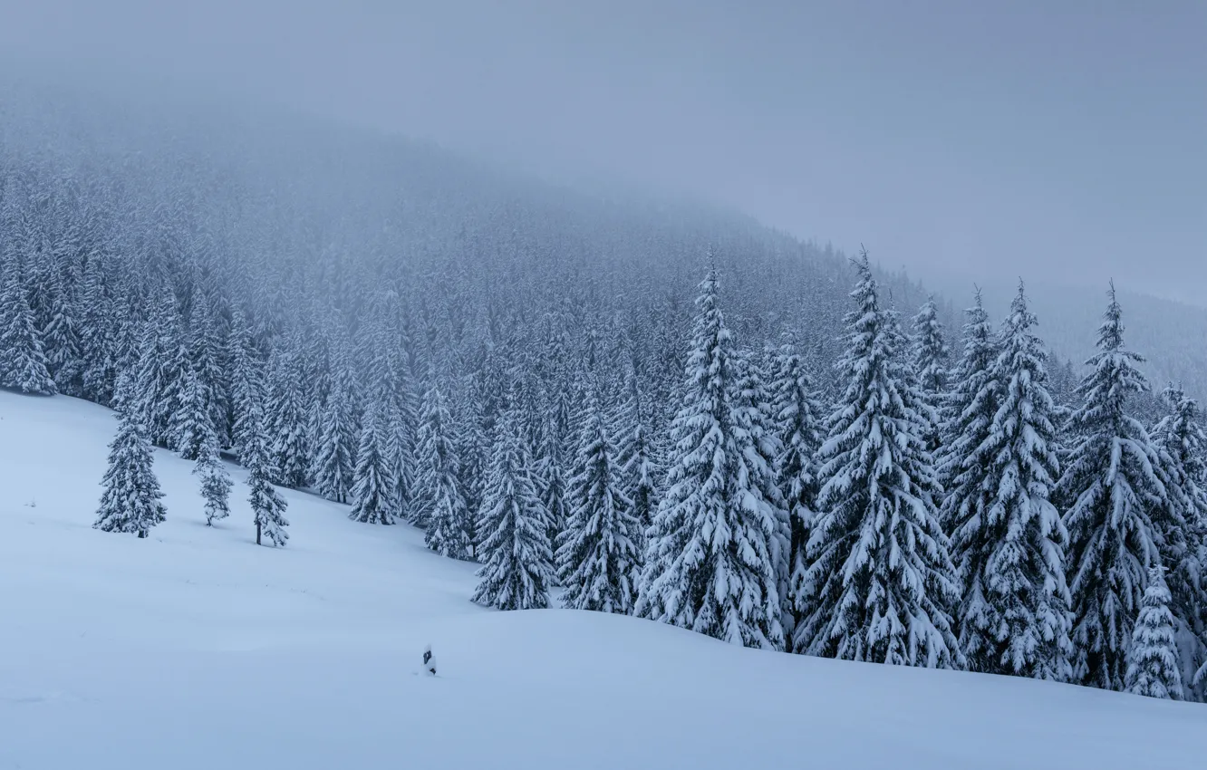 Фото обои зима, снег, деревья, пейзаж, елки, forest, landscape, winter