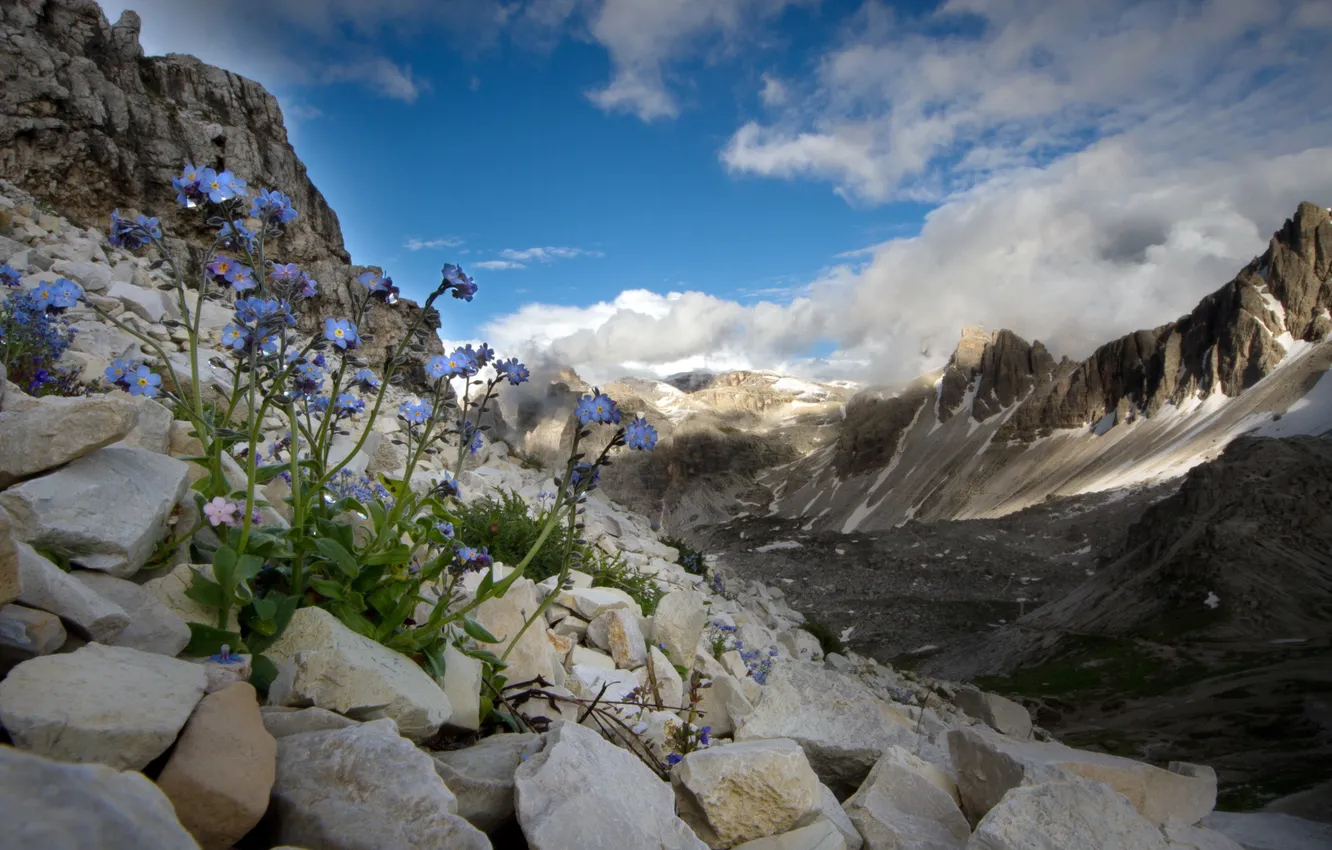 Фото обои цветы, горы, природа