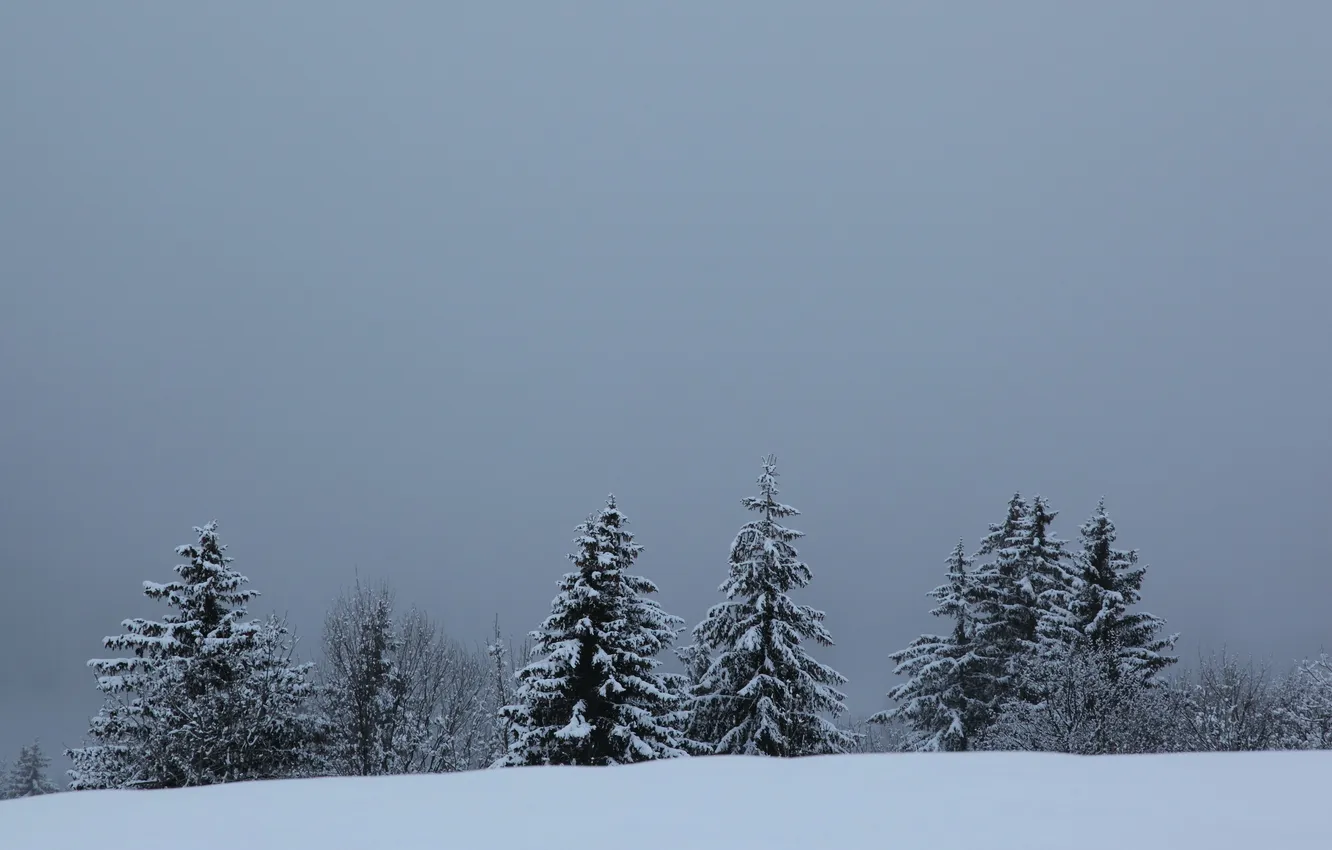 Фото обои зима, пейзаж, природа, ёлки